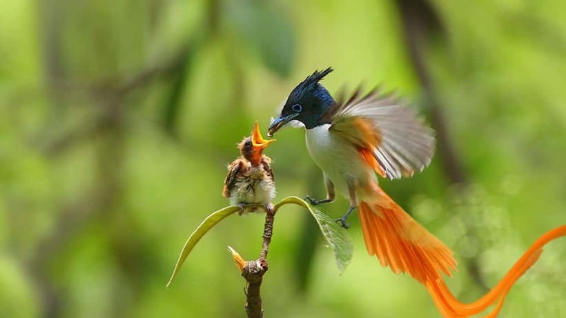 Kalametiya Sanctuary: Bird Watching by Private Boat Tour - The 2-Hour Experience on the Water: What the Flow Looks Like