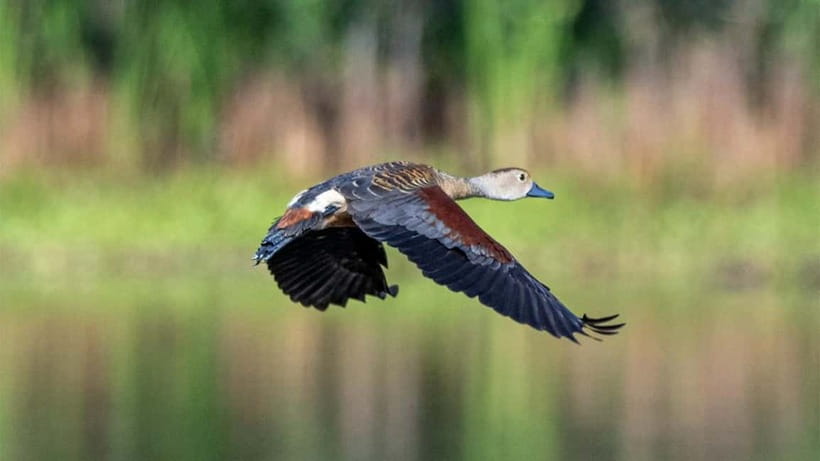 Kalametiya Sanctuary: Bird Watching by Private Boat Tour - What You Can See: The 150+ Species Promise (and Realistic Expectations)