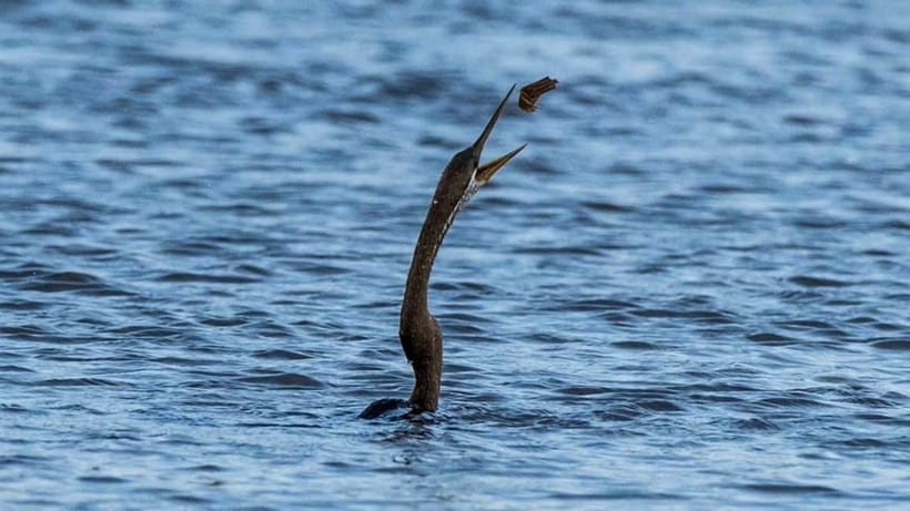 Kalametiya Sanctuary: Bird Watching by Private Boat Tour - The Guide and Boatman Factor: How Birds Stay Visible