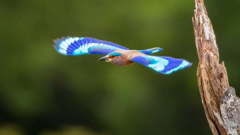 Kalametiya Sanctuary: Bird Watching by Private Boat Tour - Pickup Near Udawalawe: Getting There Without Stress