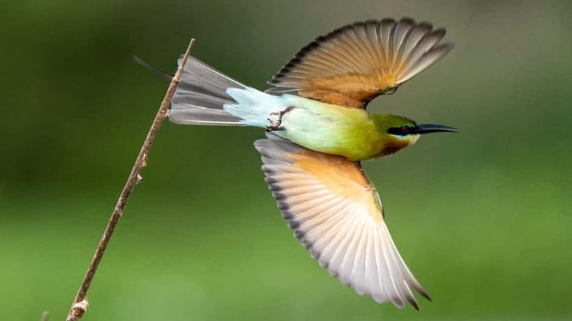 Kalametiya Sanctuary: Bird Watching by Private Boat Tour - Morning vs Evening Birding: How Light Changes the Game