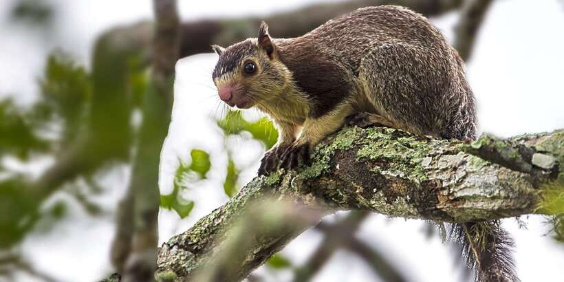 Kalutara/Bentota/Kosgoda/Ahungalla/Hikkaduwa: Yala Safari - What you can realistically look for in Yala