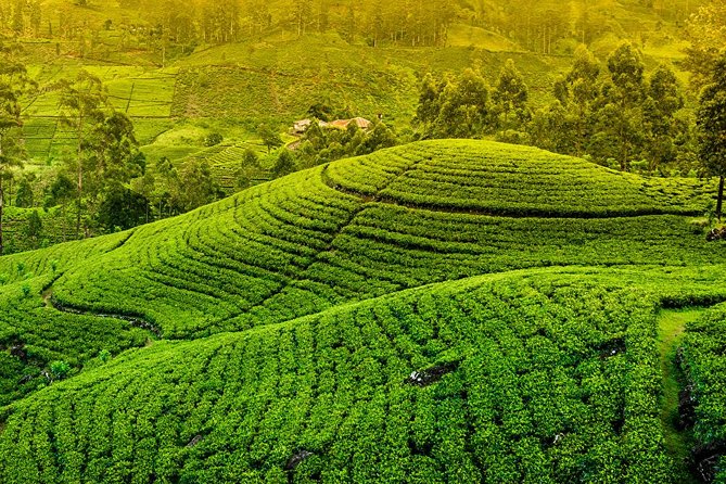 Kandy and Pinnawala Private Day Tour from Colombo/Negombo - Price and What You Actually Get for $65
