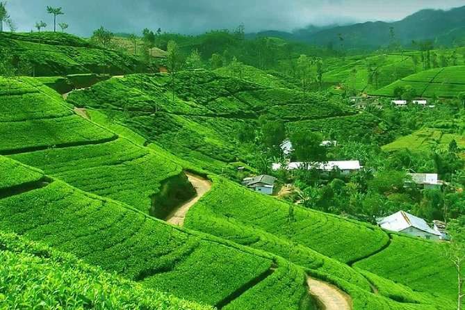 Kandy and Pinnawala Private Day Tour from Colombo/Negombo - Pinnawala Zoo Time: Elephants, Etiquette, and Pacing