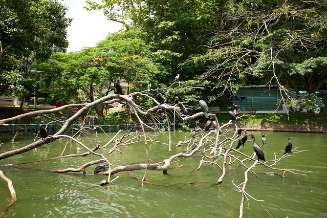 Kandy City Day Tour with a verified tour guide - Royal Botanical Gardens in Peradeniya: orchids, shade, and royal leftovers