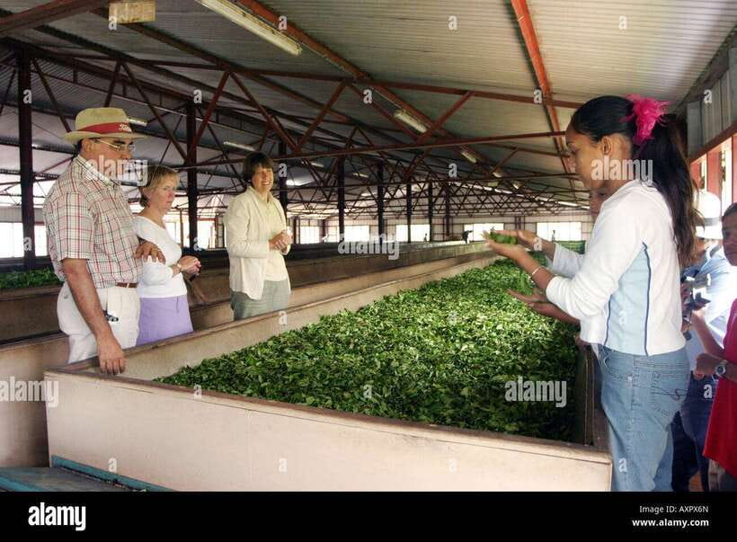 Kandy City Explore Full Day Tour , Like a Local - Tea at the Ceylon Tea Factory: What to Learn Besides the Smell