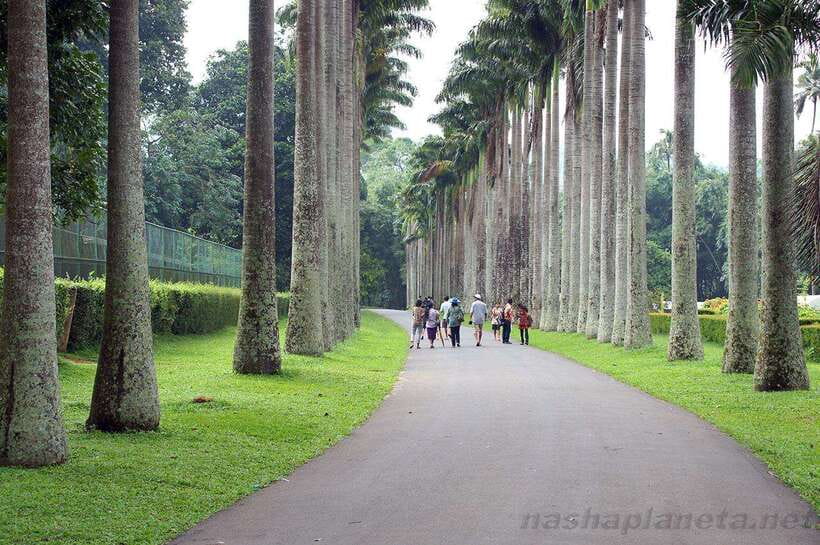 Kandy City Explore Tour - Private Tour With Local Guide - Culture dance show at 5:00 PM: worth it, but plan for the ticket
