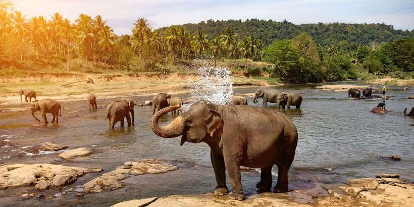 Kandy: City Highlights and Ramboda Waterfall Trip - Why Kandy and Ramboda make a great one-day pairing