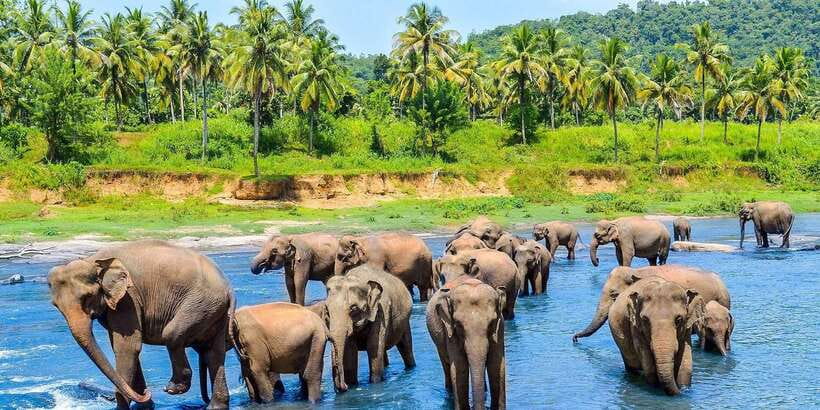 Kandy: City Highlights and Ramboda Waterfall Trip - Asgiriya Stupa and a wood carving workshop: Kandy before the tea drive