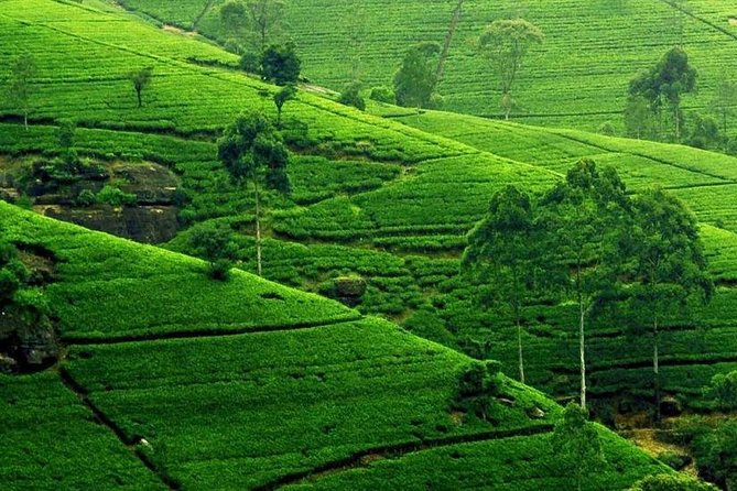 Kandy City Tour - Hela Bojun Hala food processing, then Udawattekele’s historical forest feel