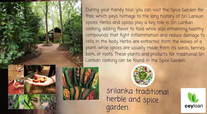 Kandy: City Tour with Temple of the Tooth & Tea Garden - Should You Book This Kandy City Tour With Tea Garden?