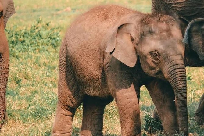 Kandy - Minneriya National park & Sigiriya Rock Fortress - Private Transport - Ayurvedic Village Stop And Road Snacks: Easy Fun Between Big Sights