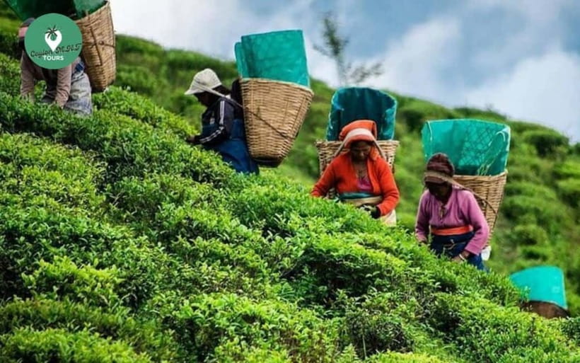 Kandy: Nuwara Eliya Day Explore by Tuk tuk with Local Guide - Key highlights