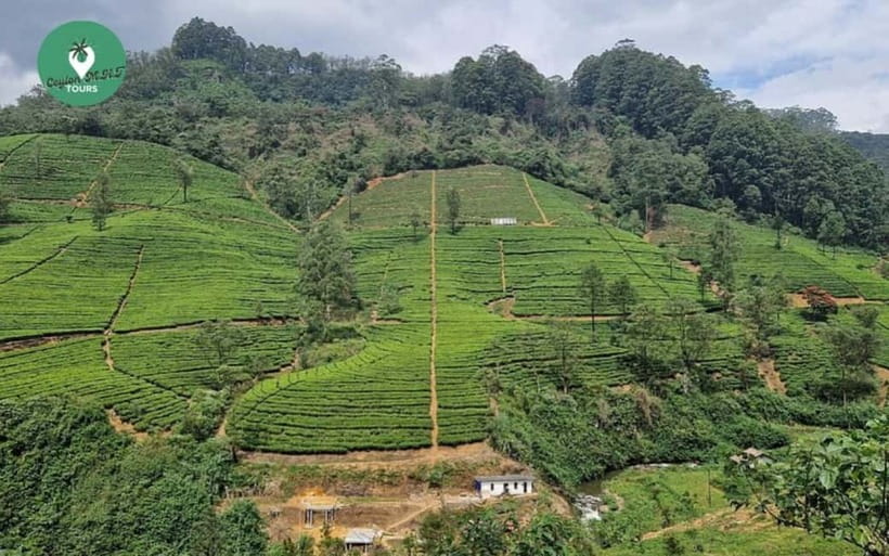 Kandy: Nuwara Eliya Day Explore by Tuk tuk with Local Guide - Should you book this Kandy to Nuwara Eliya tuk tuk day tour?