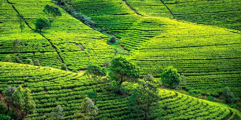 Kandy: Nuwara Eliya Day Trip - Hakgala Botanical Garden and Why Optional Tickets Matter