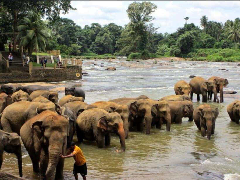 Kandy : Pinnawala Day Tour with Top Rated Local Guide - From Kandy to Pinnawala: the value of a small-group day