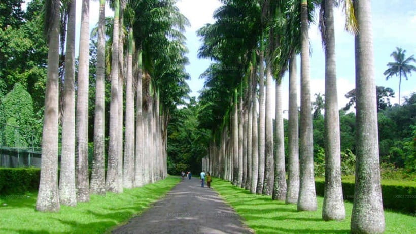 Kandy : Pinnawala Day Tour with Top Rated Local Guide - Tea factory, spice and herbal garden: the “Sri Lanka” stops you will actually remember