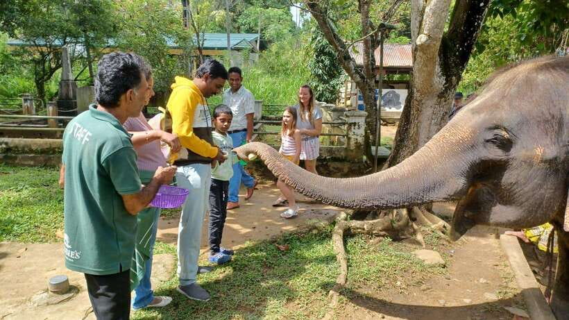 Kandy & Pinnawala & Tea Factory Full Day Tour From Negombo - Pinnawala Millennium Elephant Foundation: the one stop I would plan around