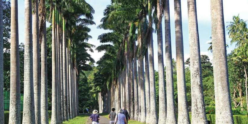 Kandy: Private Guided City Tours by Tuk Tuk Sightseeing Tour - Royal Botanical Garden and the Peradeniya Experience