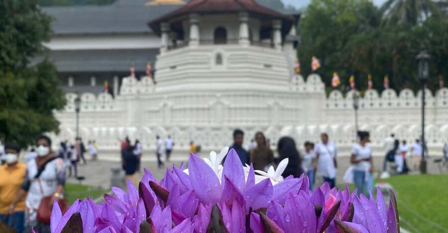Kandy privet day tour with pinnawala and Tea plantation - Food and shopping realities: plan for tickets and lunch