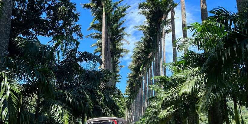 Kandy privet day tour with pinnawala and Tea plantation - Peradeniya Royal Botanic Gardens and Kandy Lake stroll