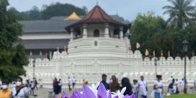 Kandy privet day tour with pinnawala and Tea plantation - Pickup, vehicle comfort, and how the day really moves