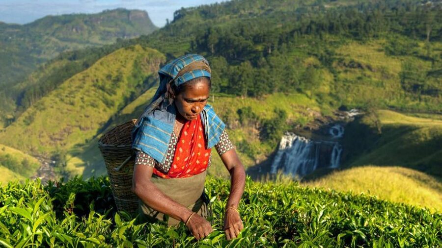 Kandy: Shanthipura and Nuwara Eliya - Shanthipura at the top of the view list
