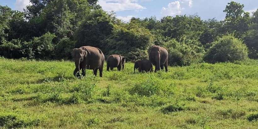 Kandy: Sigiriya, Dambulla & Wildlife Safari Private Tour - Price and value for a $19 private day