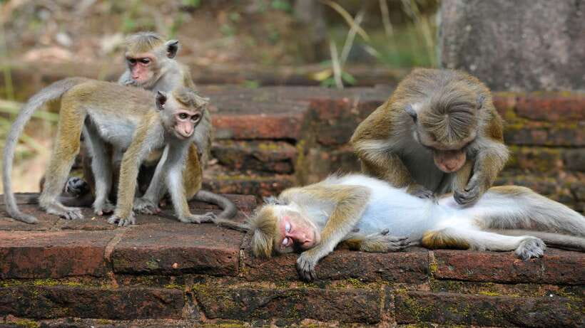 Kandy: Sigiriya Fortress & Cave Temple Full Day Private Tour - Price and value: is $75 a good deal for this day?