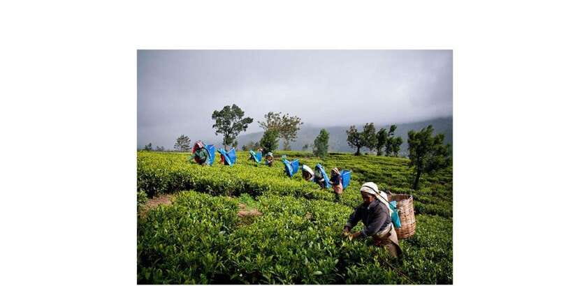 Kandy to Ambuluwawa & Kandy City Guided Tuk Tuk Day Tour - Tea factory plus Peradeniya Botanical Gardens, the best mid-day reset