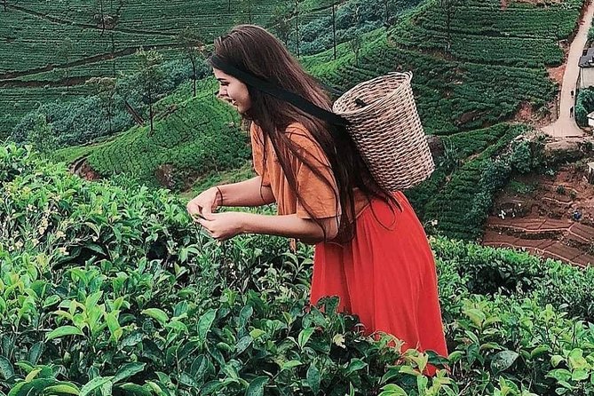 Kandy to Nuwara Eliya Day Tour - 8:00 a.m. hotel pickup, then straight into hill country