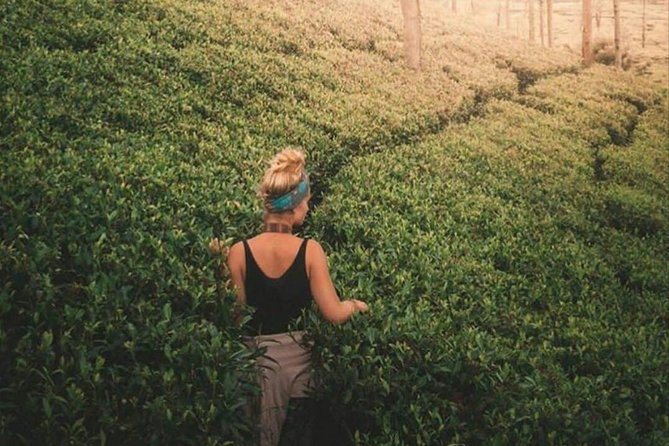 Kandy to Nuwara Eliya Day Tour - Getting around Nuwara Eliya without overpacking the day