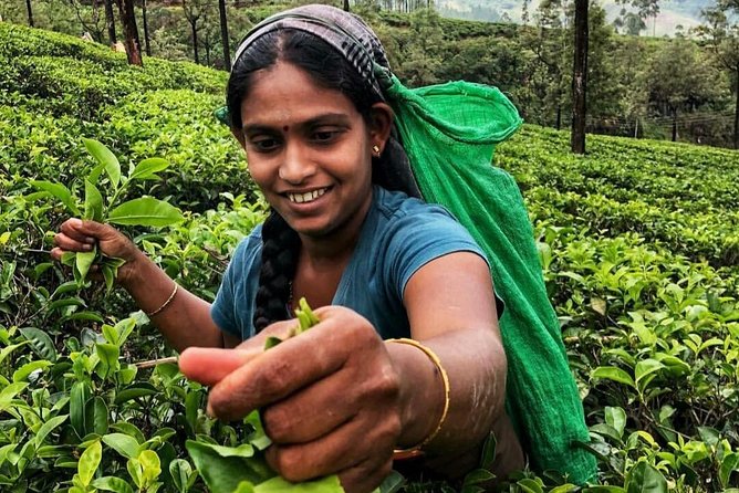 Kandy to Nuwara Eliya Day Tour - What is included, and what you must plan for yourself