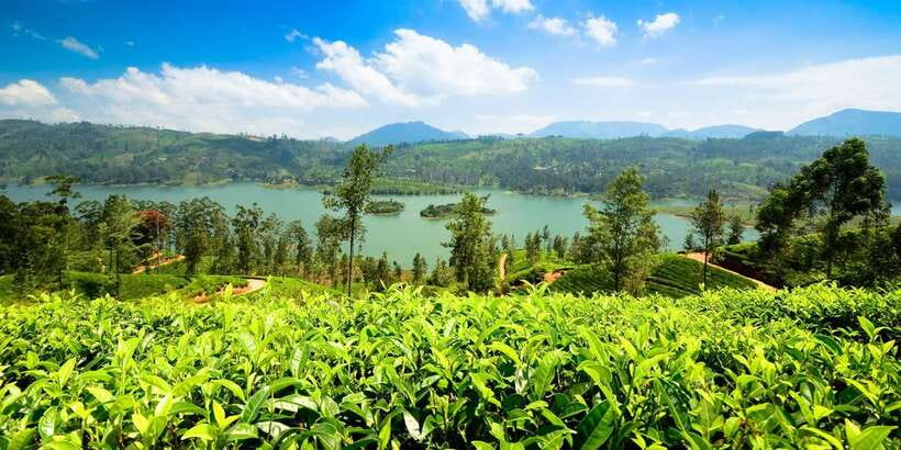 Kandy To Nuwara Eliya Drop Tour - Sri Lanka - Key points to know before you go