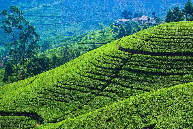 Kandy to Nuwara Eliya Private Day Tour - Damro Labookellie Tea Centre and tea gardens: the best reason to go
