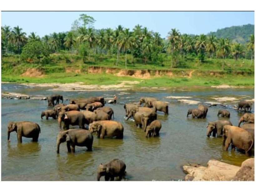 Kandy to Pinnawala Guided Day Tours by Local - Tea factory plus the Kadugannawa viewpoint break