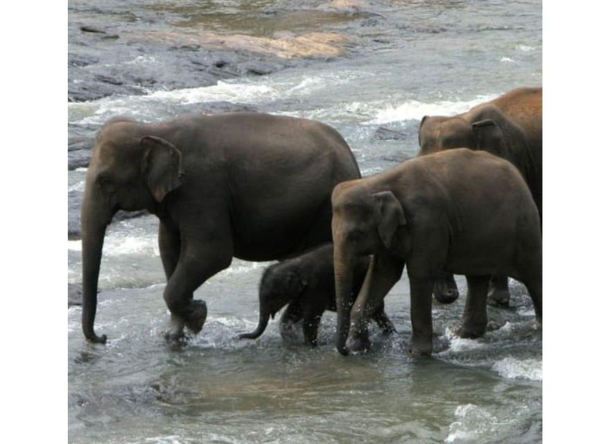 Kandy to Pinnawala Orphanage and Ambuluwawa Guided Day Tour - Temples you might add, plus how the guide helps with choices