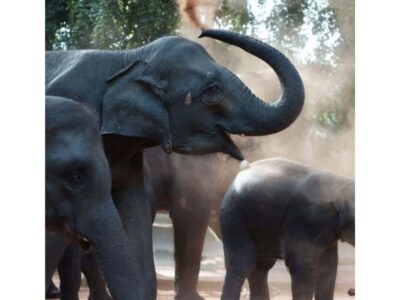 Kandy to Pinnawala Orphanage and Ambuluwawa Guided Day Tour