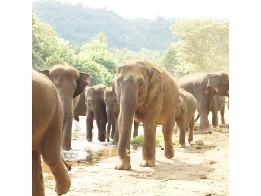 Kandy to Pinnawala Orphanage and Ambuluwawa Guided Day Tour - Ceylon Tea Factory tasting: where the day turns educational