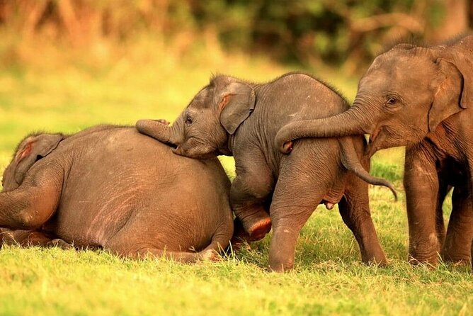 Kandy to Trincomalee Shuttle & Safari Drive - Kandy to Trincomalee by Day, Safari by Choice