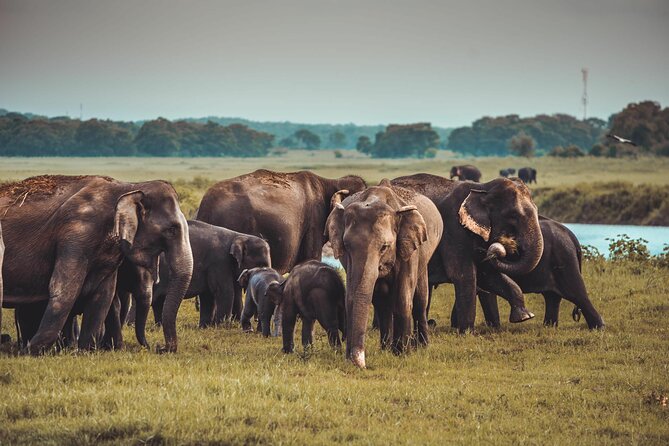 Kandy to Trincomalee Shuttle & Safari Drive - Kaudulla and Hurulu: When Your Route Follows the Wildlife
