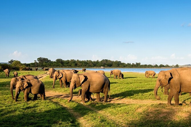 Kandy to Trincomalee Shuttle & Safari Drive - What You Can Expect to See Besides Elephants