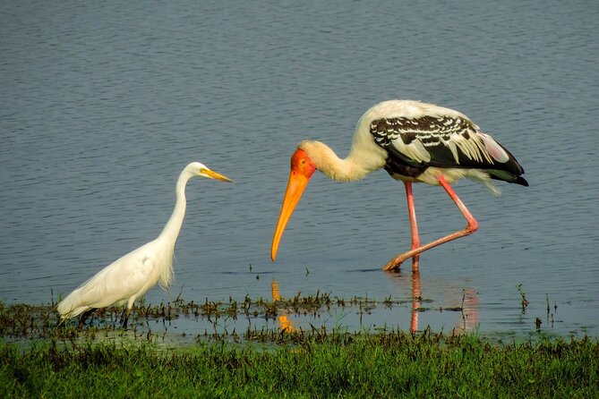 Kandy to Trincomalee Shuttle & Safari Drive - The Trekker’s Role: Spotting That You Might Miss Alone