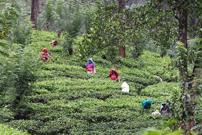 kandy waterfalls day tour - Why a Kandy Waterfalls Day Trip Beats a DIY Plan