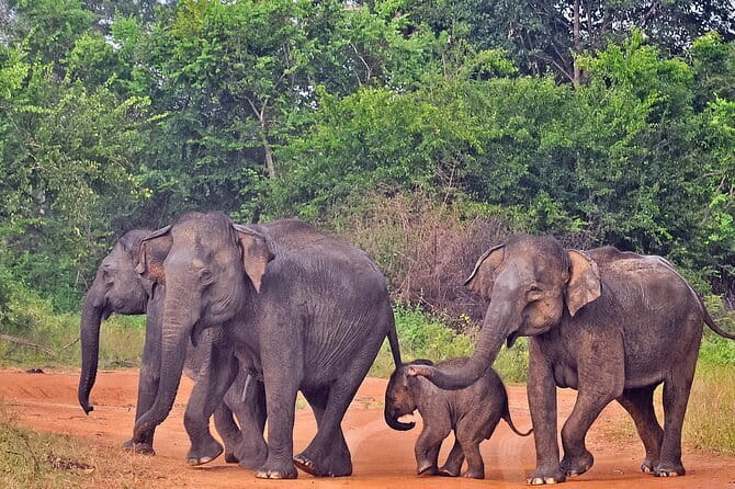 Kanneliya Rain Forest Tour - Transportation, tickets, and staying comfortable for 6 to 8 hours