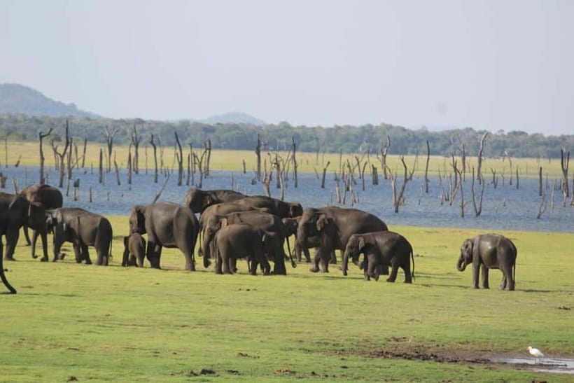 Kaudulla National Park Half-Day Safari with Expert - Kaudulla in 4 hours: what you really get