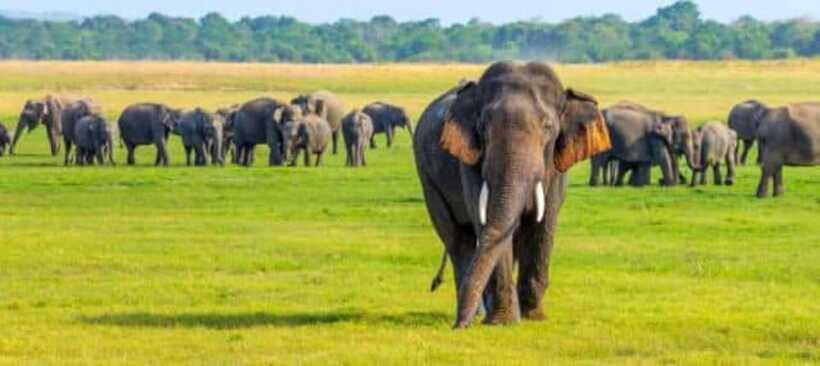 Kaudulla National Park Half-Day Safari with Expert - How the 3 to 4 hour safari schedule affects your viewing
