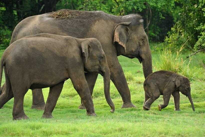 Kaudulla National Park Half-Day Safari with Expert - Price and value: is $34 a smart deal?