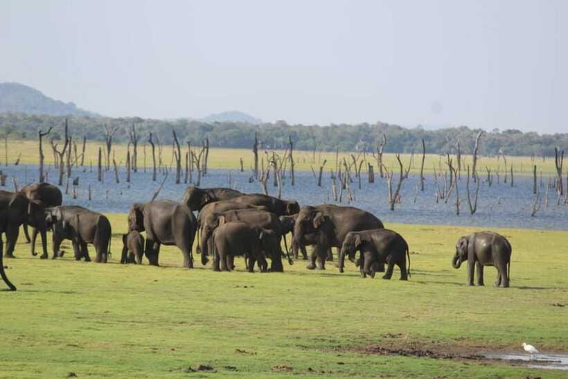 Kaudulla National Park Half-Day Safari with Expert - Should you book Kaudulla? My take