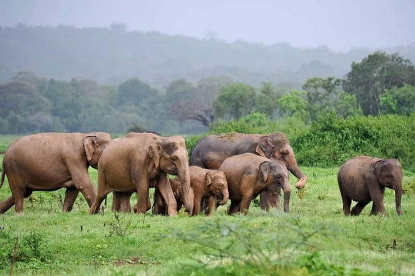 Kaudulla National Park Half-Day Safari with Expert - Pickup and the jeep safari ride into the park